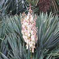 Yucca Plant in Flower