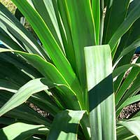 Yucca recurviotis