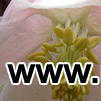 www.nurseriesonline.us