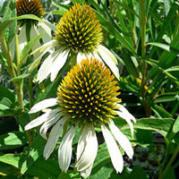 https://www.nurseriesonline.us/photoGallery/Echinacea-Purpurea-Alba-200.jpg