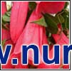 Plant Nurseries
