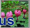 Perennial Plants